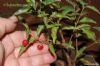 Malpighia emarginata var. / acerola-de-bonsai ou acerola-an�-precoce