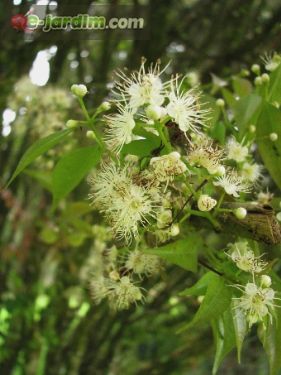 Plinia rivularis / guaburiti ou cambucá-peixoto :: e-jardim