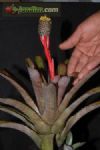 Aechmea pineliana var. minuta