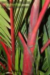 Cyrtostachys renda / palmeira-laca